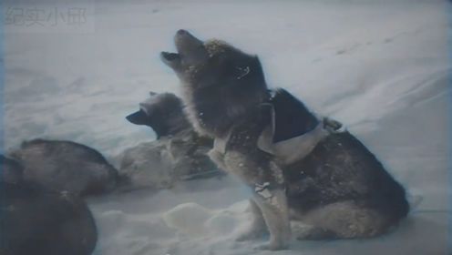 在残酷的生存环境，极度寒冷的北极是否可以生存，他们又怎样存活下去，这部1920年的珍贵录像告诉你