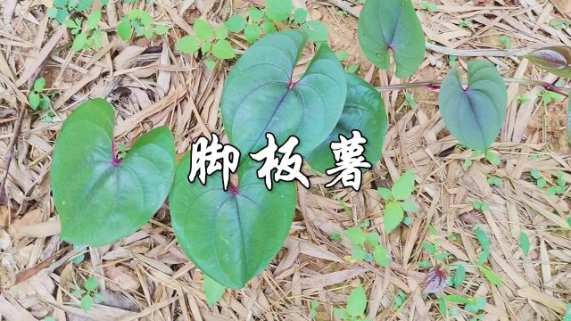 中草药——脚板薯