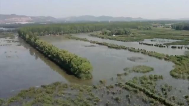 旅行团乘坐渔船在芦苇荡中穿梭,重走红色交通线,感受当年的故事