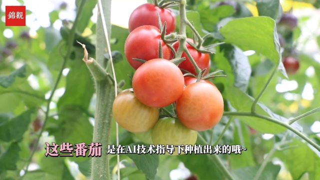 从实验室到大田 “AI番茄”正在聚势成长