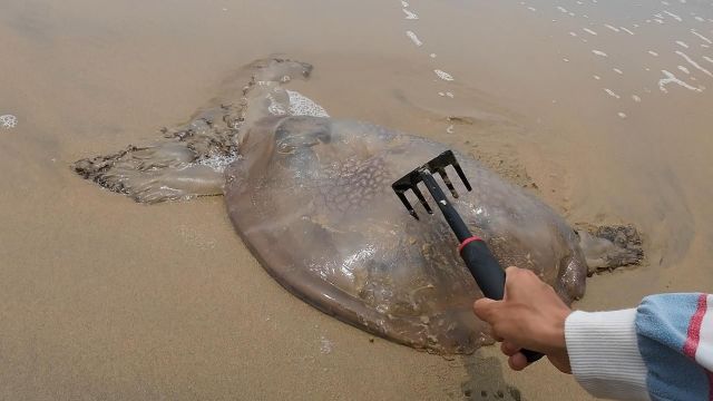 20240420在海边散步发现一只死掉的水母.第一次见到像果冻一样