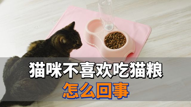 猫咪不喜欢吃猫粮怎么回事,快来看看吧