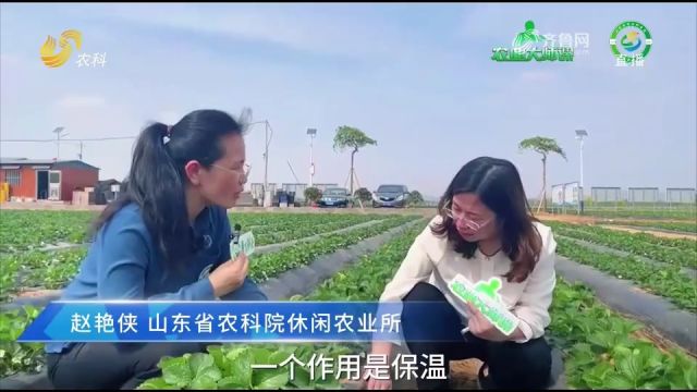 草莓高垄栽培如何节水节肥?学学高垄膜下滴灌模式,省水省肥增效