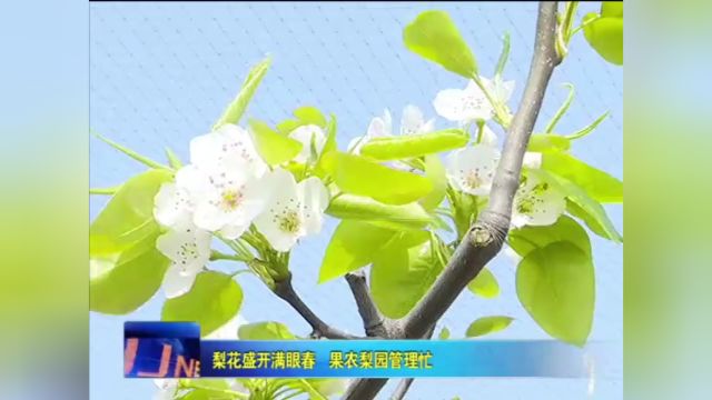 梨花盛开满眼春 果农梨园管理忙