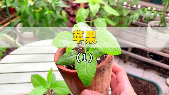 种一颗苹果#种苹果 #种植 #苹果.mp4