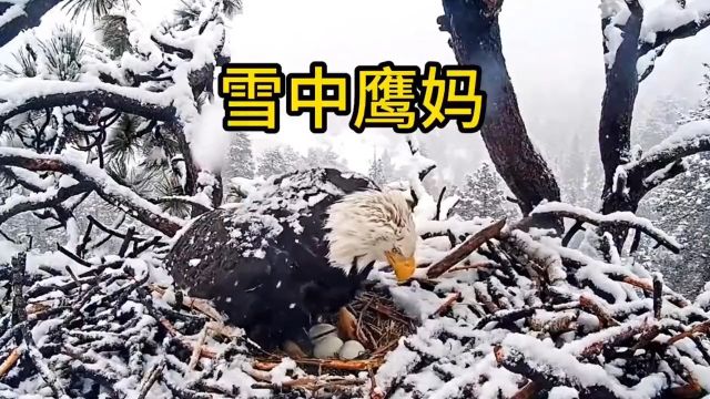 下大雪啦,鹰妈忍着饥饿孵化孩子们.#鸟类实拍#鸟宝宝#动物鸟世界#老鹰#雪地动物纪录片