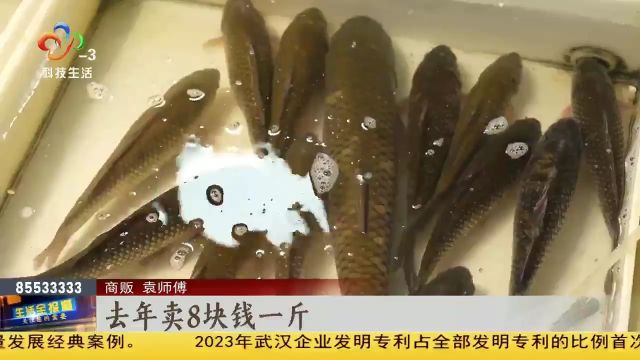 淡水鱼走俏 “清塘”模式让家常鱼跌破7元线