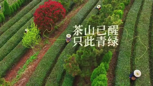 日照市:茶山已醒 只此青绿 春,让人陶醉的季节,茶,是春天的一道风景.我们在喝日照绿茶的一刹那,感受的是同一个春天.