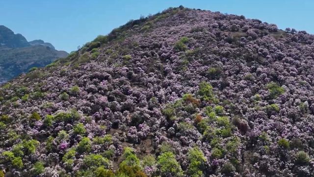 云南禄劝:杜鹃红似霞 花开漫坡涯