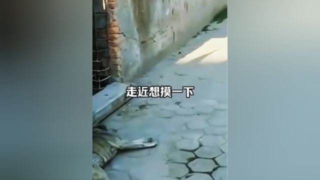 素材来源