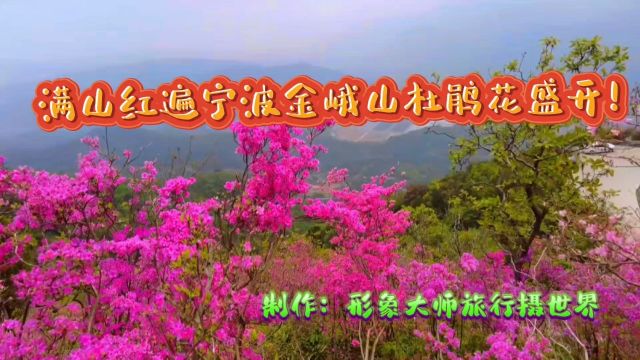 满山红遍的宁波金峨山杜鹃花盛开!