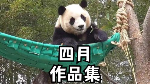 熊猫大大四月熊猫作品集，五小时无广告下饭超长版