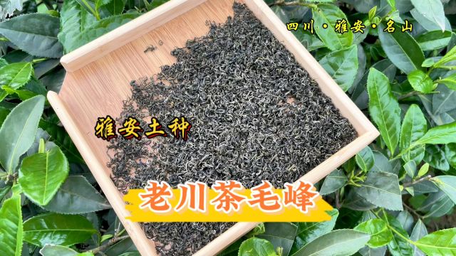 老茶客的口粮,用高山老川茶做的春毛峰,喝起来有劲又巨耐泡