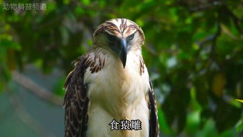 黑猫警长中的大反派食猿雕 现在是世界上最珍稀的雕!