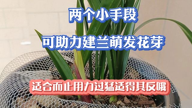 两个小手段可助力建兰萌发花芽,适合而止用力过猛适得其反哦