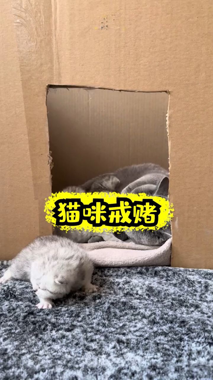 翡翠波斯猫米二季图片