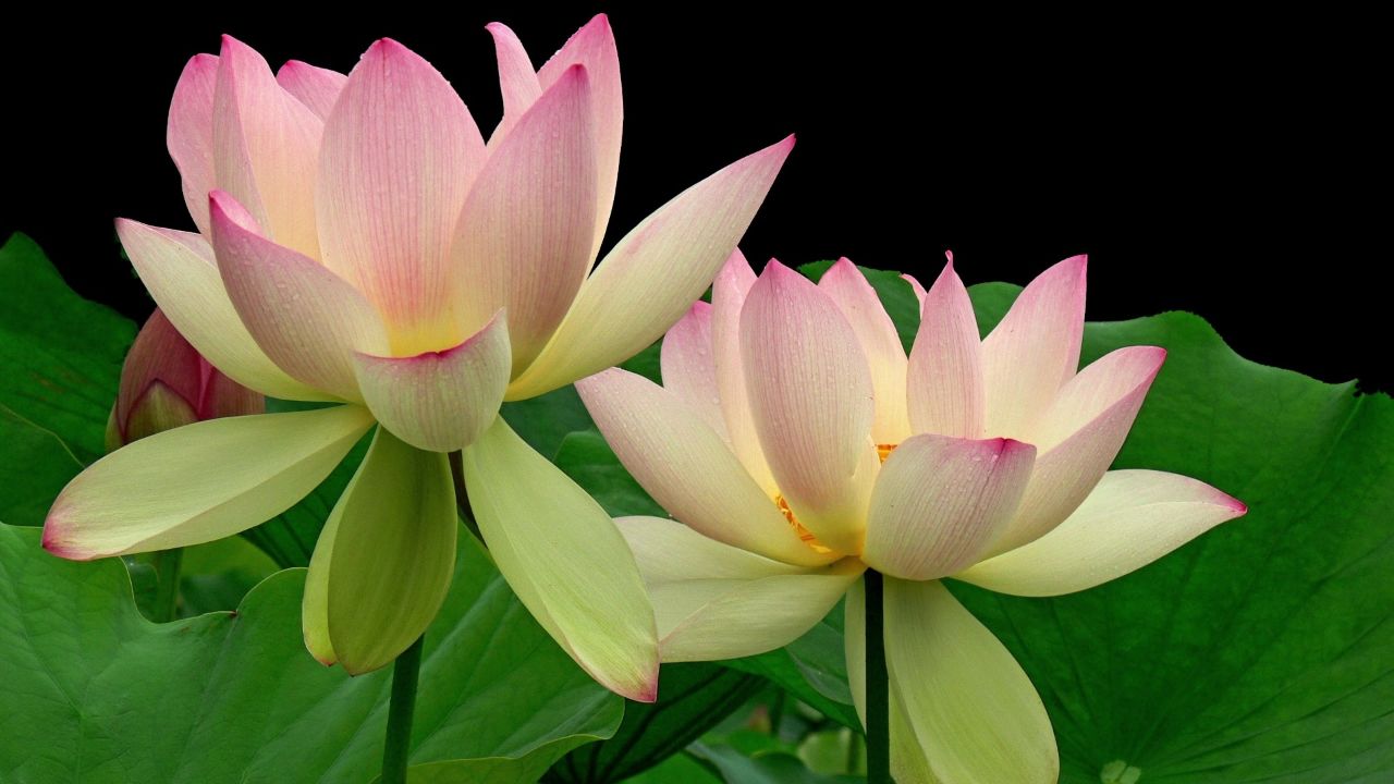 【高清电脑壁纸】珍藏很久的电脑壁纸,每张都可以用很久!(7-9期)