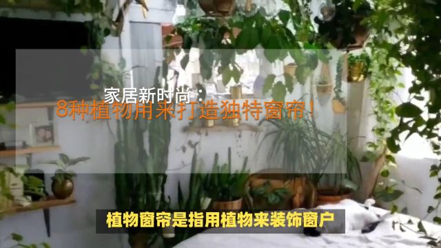 家居新时尚:8种植物用来打造独特窗帘!