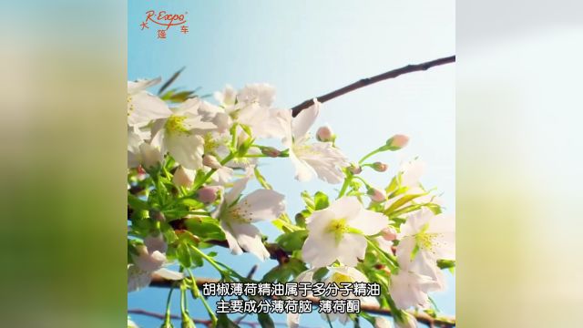 胡椒薄荷精油 | 提神醒脑 让思维清新通透