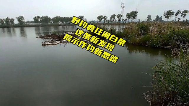 野钓白条闹到无解?这条意外发现也许能帮我们找到避白条的新思路