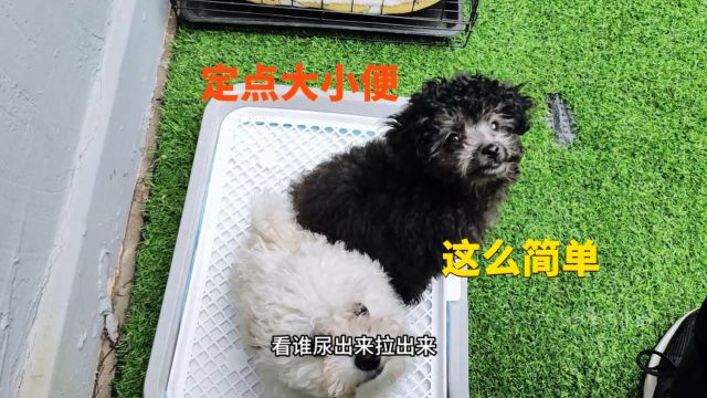 教狗狗学会定点大小便这么简单?抓住这个诀窍3天就搞定,别头疼