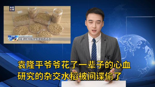 袁隆平爷爷花了一辈子的心血研究的杂交水稻被间谍偷了