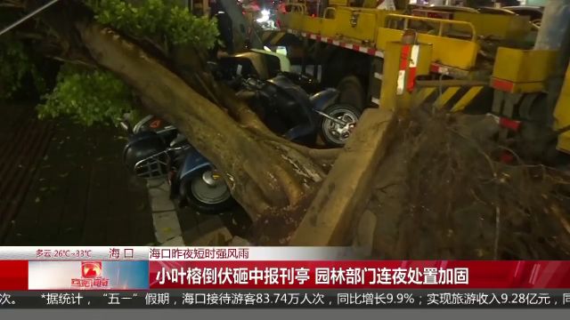 (海口昨夜短时强风雨)小叶榕倒伏砸中报刊亭 园林部门连夜处置加固