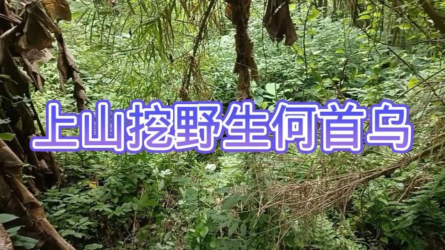 小伙上山为粉丝朋友挖野生何首乌