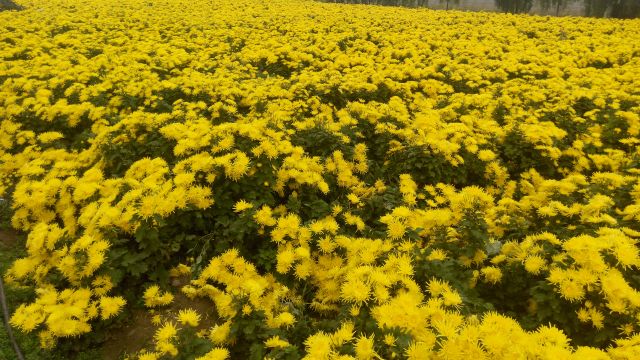 开封菊花苗批发基地金丝皇菊菊花苗现状实拍