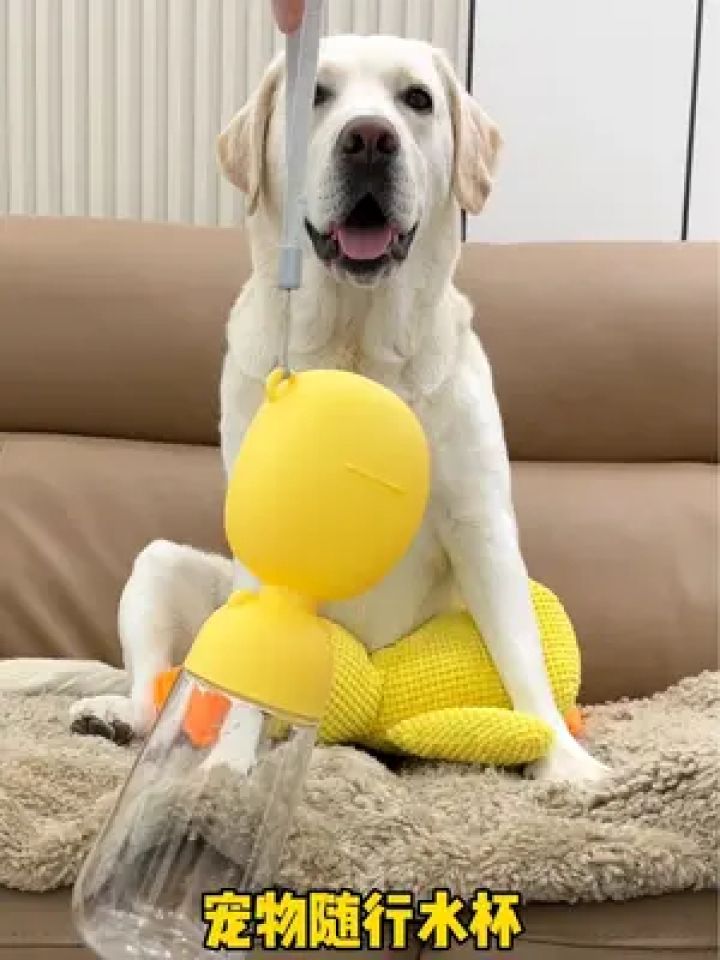 天热了,带狗狗出门必备的一款水杯!便宜又好用!