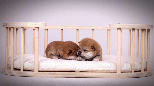 柴喔喔家の繁育小柴幼犬展示第三篇柴犬 | 柴犬宝宝 | 豆柴 |#柴犬 #豆柴 #柴犬豆柴 #柴犬宝宝