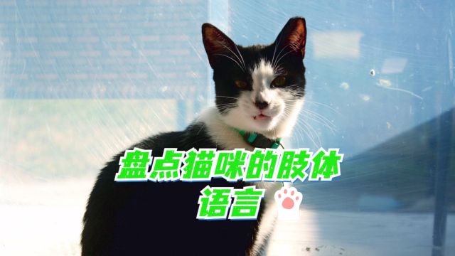 猫咪肢体动作表达的意思你知道多少?