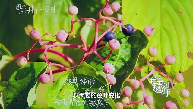 园林设计师带你认识广阳谷森林公园里的植物