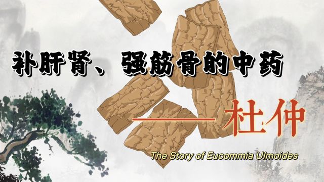 中医故事ⷨᥨ‚肾、强筋骨的滋补中药——杜仲