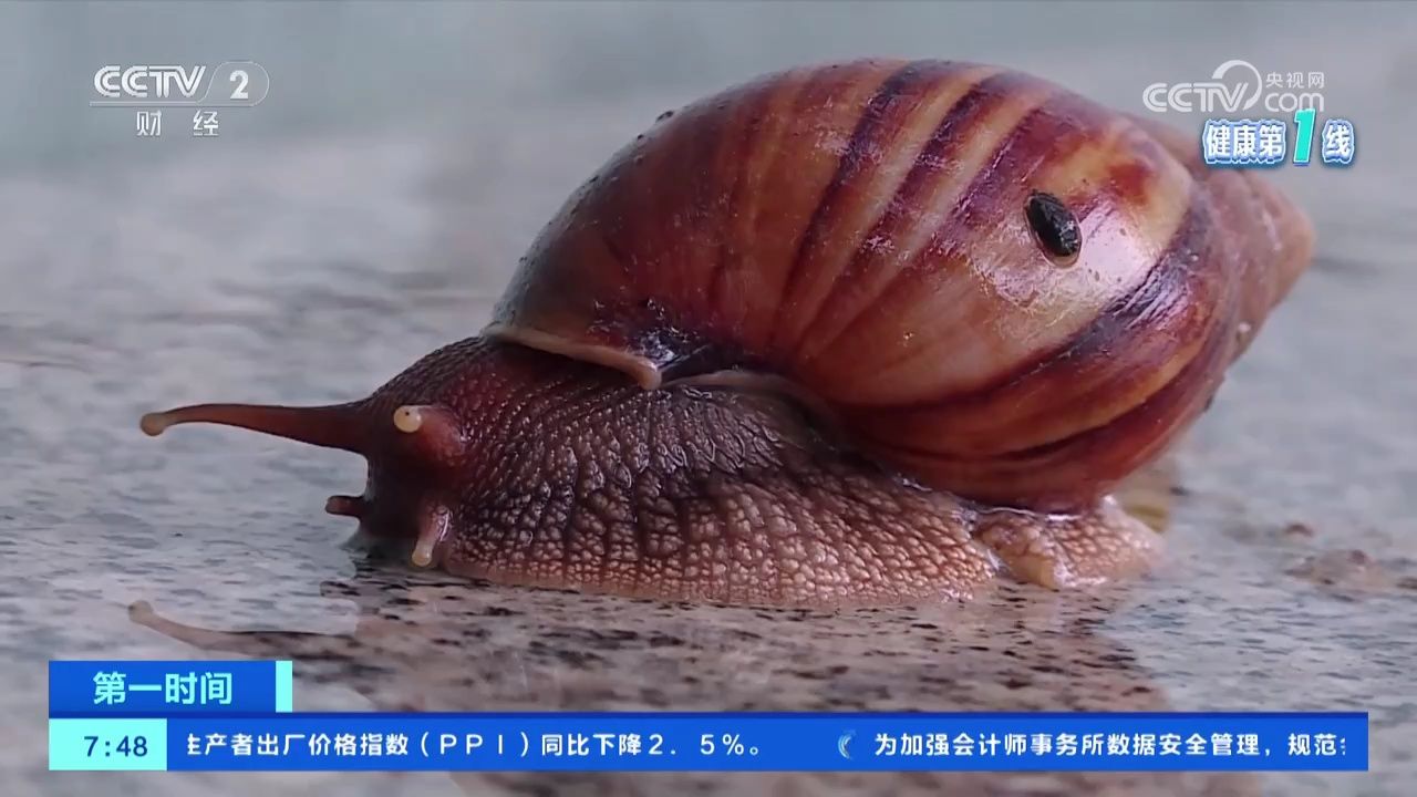 广西南宁:雨后出现"巨型蜗牛" 千万别摸别吃