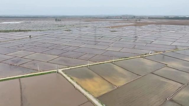 田畴染新绿!我市50万亩水田插秧陆续展开