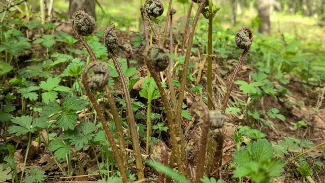 上山采野菜的日子