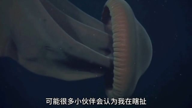 世界上体型最大的十种海洋动物知识科普海洋生物动物科普自然科普敬畏自然