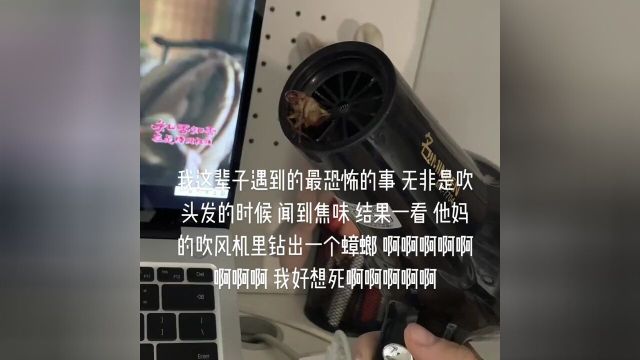 蟑螂拜托你不要用这种出场方式吓我姐们被你吓的活不久了#南方蟑螂