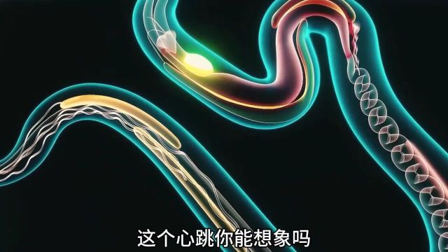 蟒蛇心脏,独一无二奇闻趣事猎奇生物学动物世界涨知识