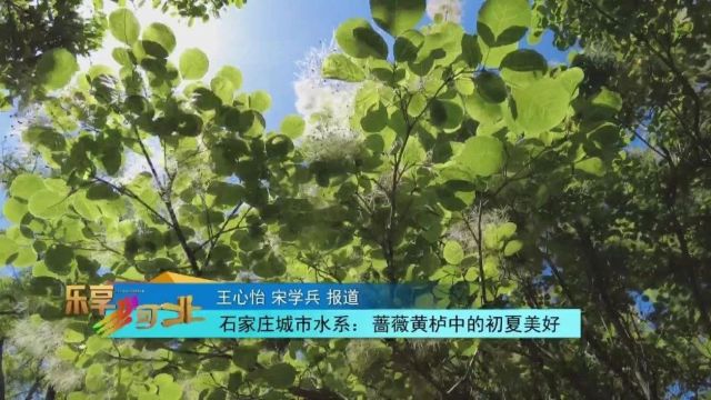 石家庄城市水系:蔷薇黄栌中的初夏美好