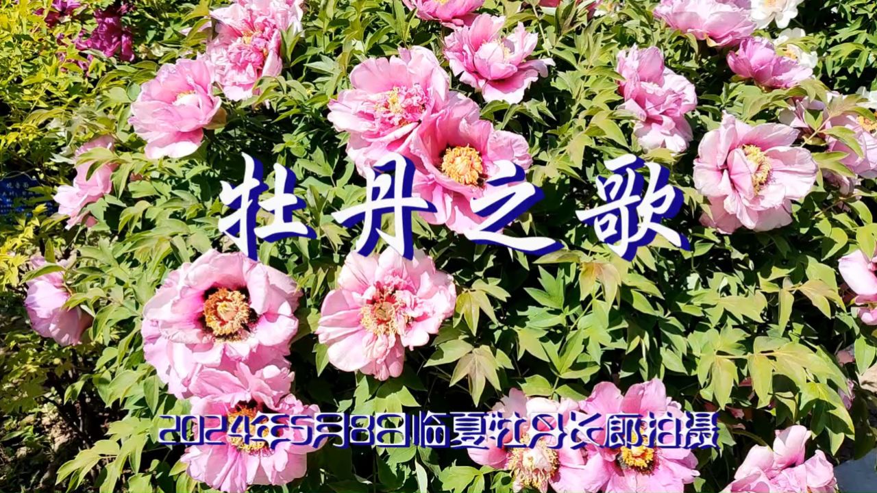 牡丹之歌~电吹管演奏