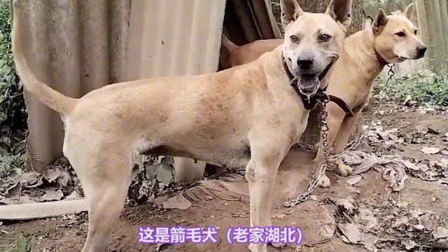 一口气认识各种中华田园犬