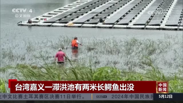 台湾嘉义 一滞洪池有两米长鳄鱼出没 呼吁民众不要靠近水边