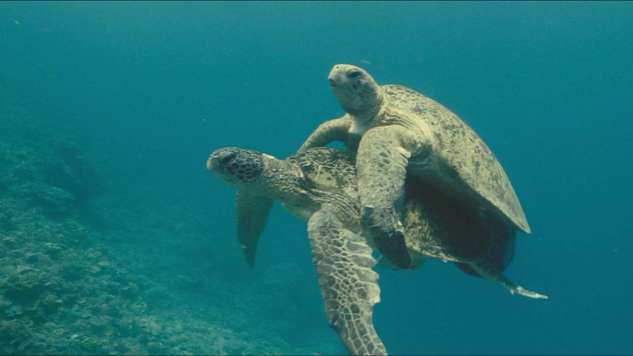 小海龟出生即是终
