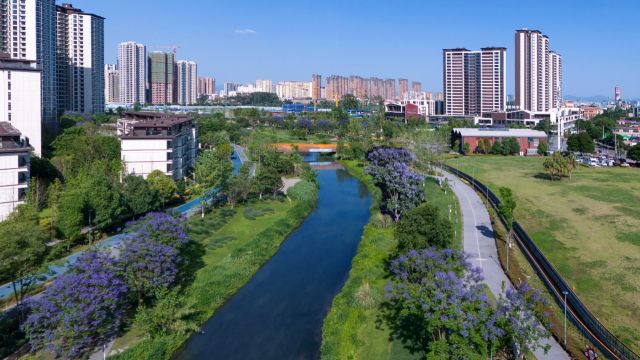 青江初夏,蓝花盈盈,长流河风景如画