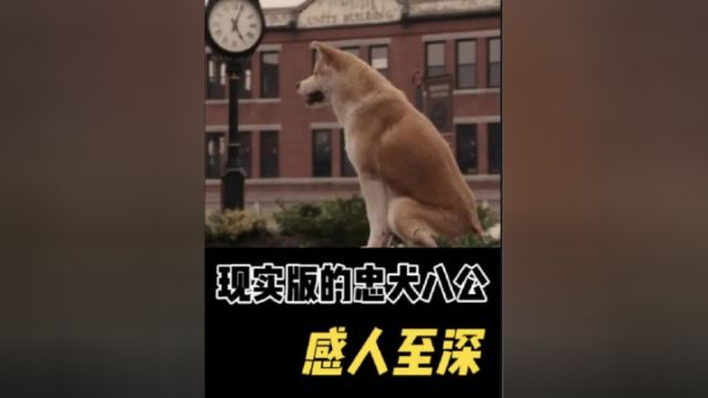 狗狗有多忠诚?