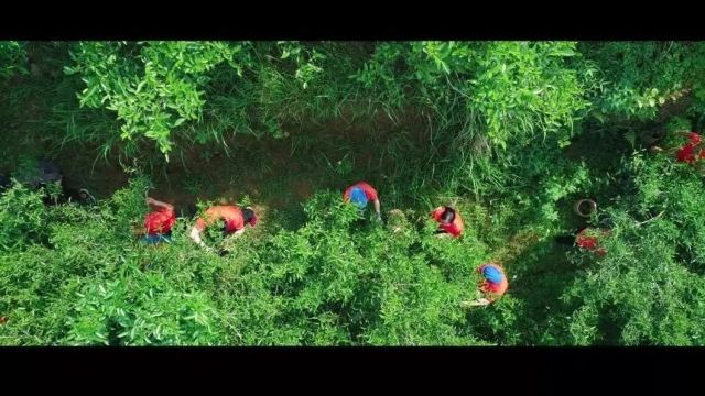 茶山评审结果公示 | 武夷山陶渊明生态茶园