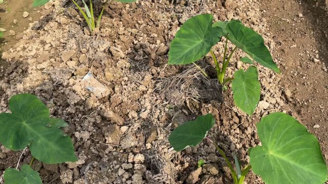 芋头种植省心适合种菜新手,什么时候可以第1次培土,培土的作用