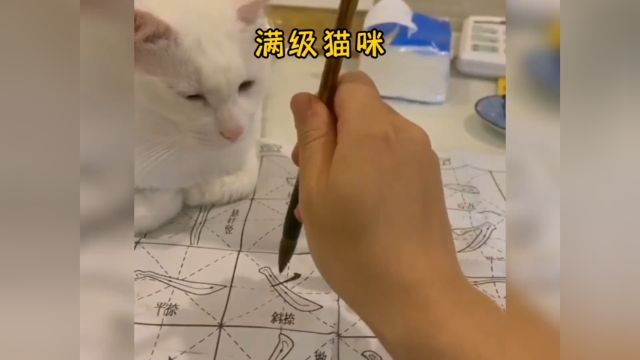 满级猫咪:竟然还有这种操作?#猫咪成精了 #猫咪的迷惑行为 #小猫咪能有什么坏心思呢.mp4